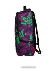 QUEEN INDICA